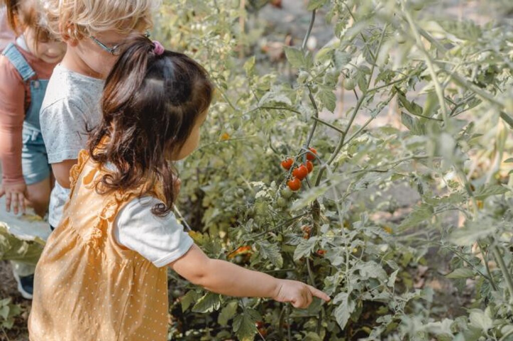 Kinder ernten Tomaten.